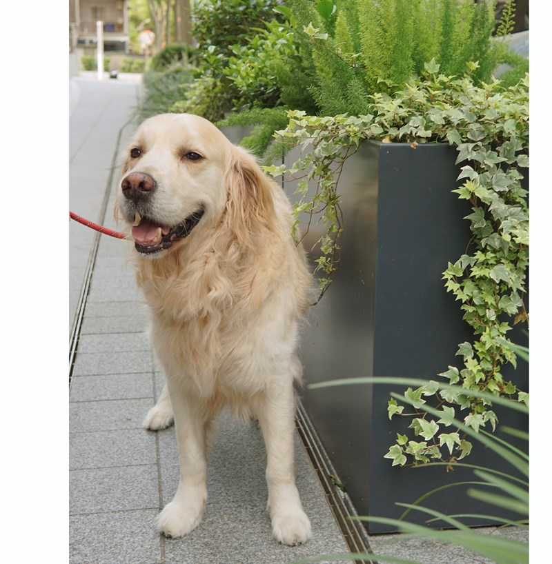 女人知己試用大隊,口碑行銷,部落客行銷,Downy Belly毛肚子,Downy Belly 保濕滋養胺基酸洗毛精,紅球薑淨膚配方,Downy Belly 保濕滋養胺基酸洗毛精-紅球薑淨膚配方,洗品天生防禦力，皮膚天生就很強,除了洗乾淨，其他的真的先不用,胺基酸清潔因子,好的界面活性劑，才能好洗,好沖淨,不易殘留,適量的細緻泡泡,狗貓皆適用,加拿大毒物學家安全把關,100%環保回收料再製瓶器,零廢棄為目標,低敏洗毛精,寵物訓練師好評,Downy Belly毛肚子,Downy Belly 皮膚救急胺基酸洗毛精,IPMP舒緩配方,Downy Belly 皮膚救急胺基酸洗毛精-IPMP舒緩配方,洗品天生防禦力,皮膚天生就很強,除了洗乾淨,其他的真的先不用,胺基酸清潔因子,APG+胺基酸清潔因子,IPMP高安全的成分,好的界面活性劑,才能好洗、好沖淨、不易殘留,適量的細緻泡泡,狗貓皆適用,加拿大毒物學家安全把關,100%環保回收料再製瓶器,零廢棄為目標,低敏洗毛精,寵物訓練師好評